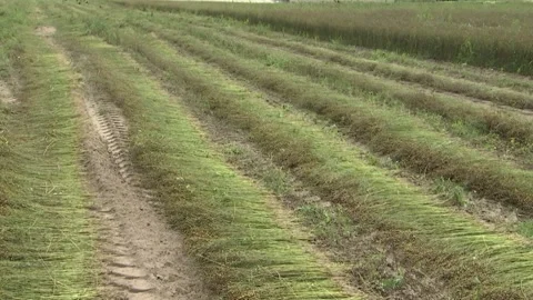 Maturing flax, almost ready to harvest. Flax field in summer Stock Footage 114600795