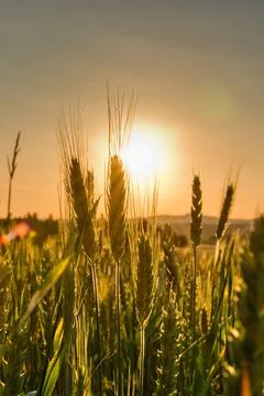 Maturing grain at sunset 库存照片