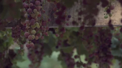 Maturing Grapes Stock Footage