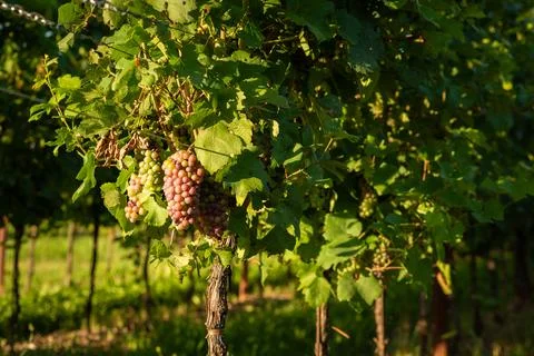 Maturing grapes in a vineyard Stockfoto's