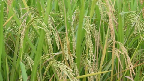 Maturing green rice plants thriving Vídeo Stock 328526301