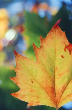 Maturing maple leaf during fall or autumn Stock Photos