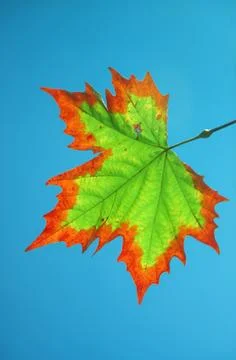 Maturing maple leaf during fall or autumn Stock Photos