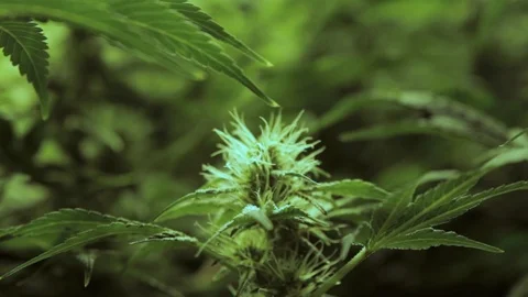 Maturing Marijuana Plant with visible white pistils Stock Footage 105378166