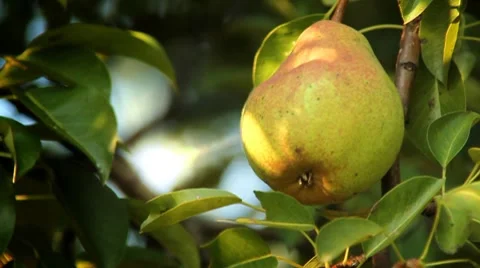 Maturing pear on a tree Stock Footage 8649205