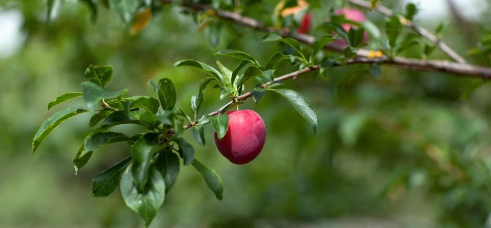 Maturing plum Stock Photos