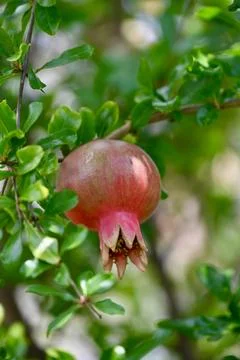 Maturing Red Pomegranate Hanging Among Vibrant Foliage Stock Photos
