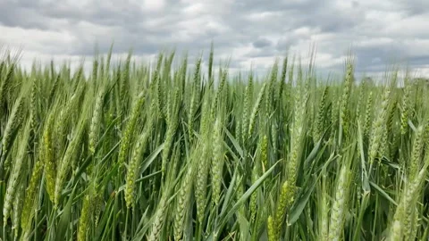 Maturing Wheat Field Under Cloudy Sky Stock Footage 274903834