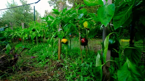 Maturing yellow and red bell peppers hanging from plants tangled to wooden poles Video stock 331834340