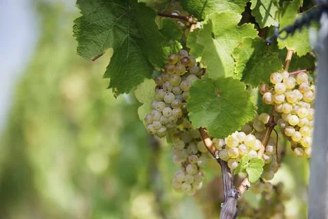 Maturity Stock Photos