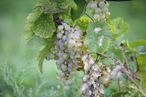 Maturity Stock Photos