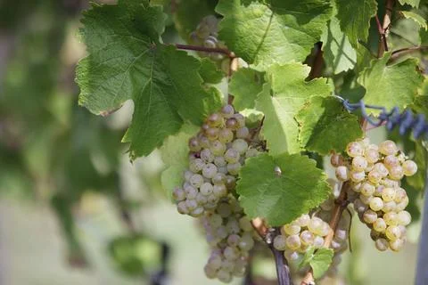 Maturity Stock Photos