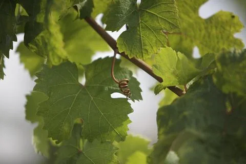 Maturity Stock Photos