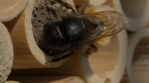 Mauerbiene 스톡 동영상 107781695