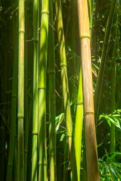 Maui Bamboo Forest. Stock Photos