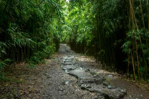 Maui Bamboo Forest Stock Photos