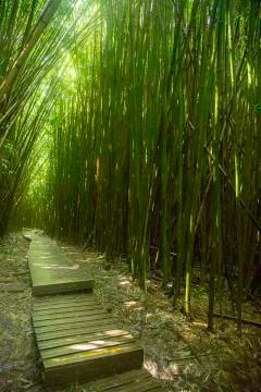 Maui Bamboo Forest Stock Photos