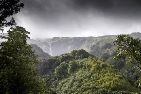 Maui Bamboo Forest Stock Photos