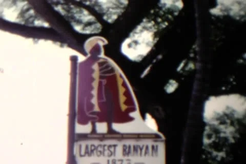 Maui Banyan Tree Stock Footage 24671864