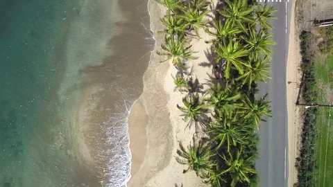 Maui Beach Palm Trees(Kihei, Hawaii) Stock Footage