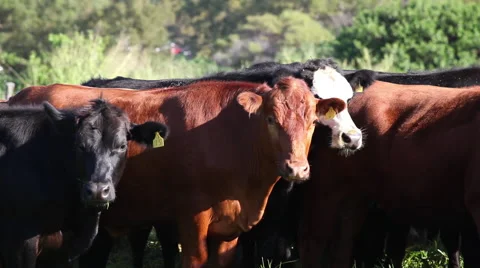 Maui Cattle Herd Stock Footage 49065175