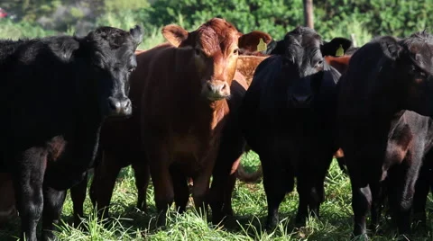 Maui Cattle Herd Stock Footage 49065374
