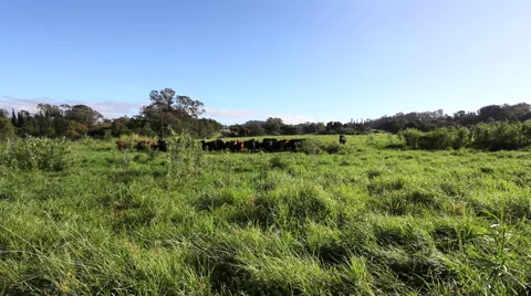Maui Cattle Herd Running Stock Footage 49063749