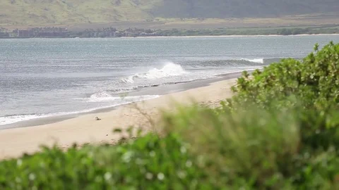 Maui Coast, Waves breaking on sand Video stock 73976443
