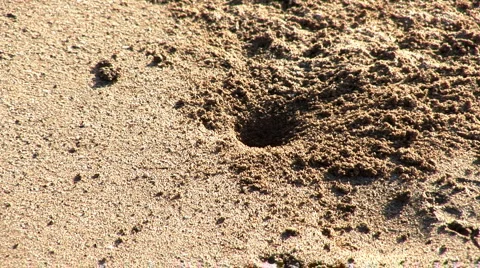 Maui crab1 Stock Footage 982271