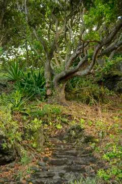 Maui Forest Path Stock Photos