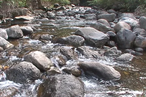 Maui Forest Stream 動画素材 1069770