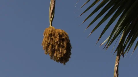 Maui Fruit on palm tree close up  Stock Footage 985433
