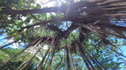 Maui Jungle Tree Stock Footage 162692575