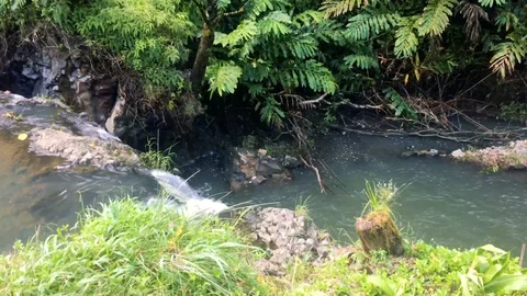 MAUI POND 02 Stock Footage 96544816