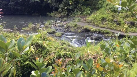 MAUI POND 03 Stock Footage 96544814