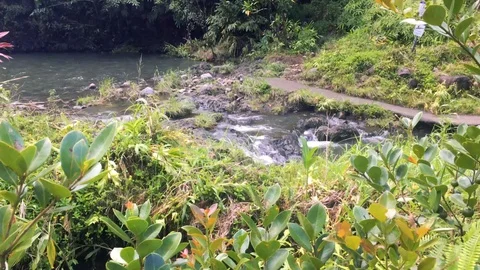MAUI POND Stock Footage 96544853
