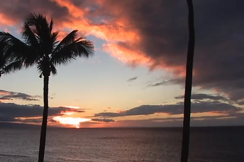 Maui Sunset #4 - With Palm 動画素材 1069570