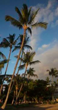 Maui Sunset Palms Stock Photos