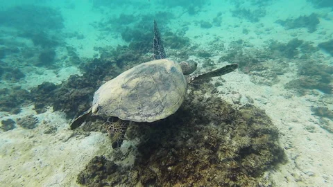 Mauia Sea Turtle 2 스톡 동영상 138240311
