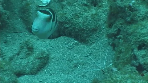 Mauimarinelife1 Video stock 106423351