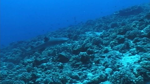 Mauimarinelife10 Stock Footage 106423381