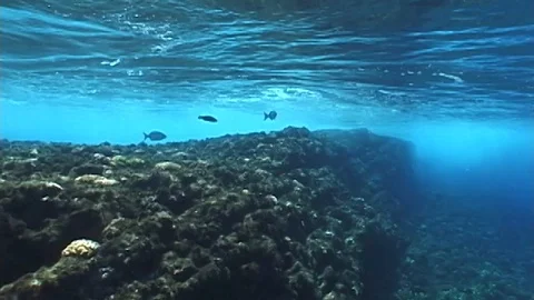 Mauimarinelife11 Stock Footage 106423396