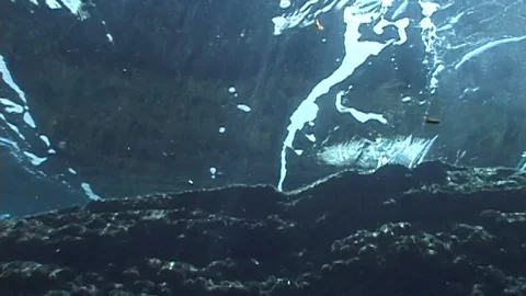 Mauimarinelife12 Stock Footage 106423392