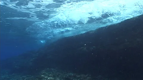 Mauimarinelife13 Stock Footage 106423404