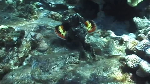 Mauimarinelife14 Video stock 106423411