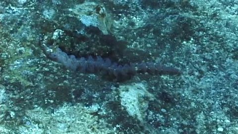 Mauimarinelife15 Video stock 106423414
