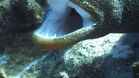 Mauimarinelife16 Stock Footage 106423430