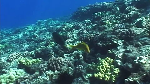 Mauimarinelife17 Stock Footage 106423429