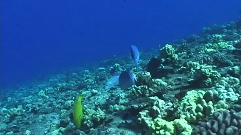 Mauimarinelife18 Stock Footage 106423442