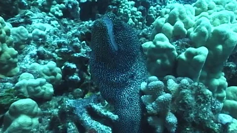 Mauimarinelife19 Stock Footage 106423463
